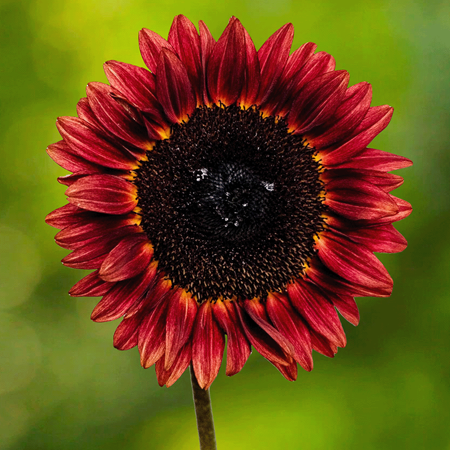 Zonnebloem rood bruin