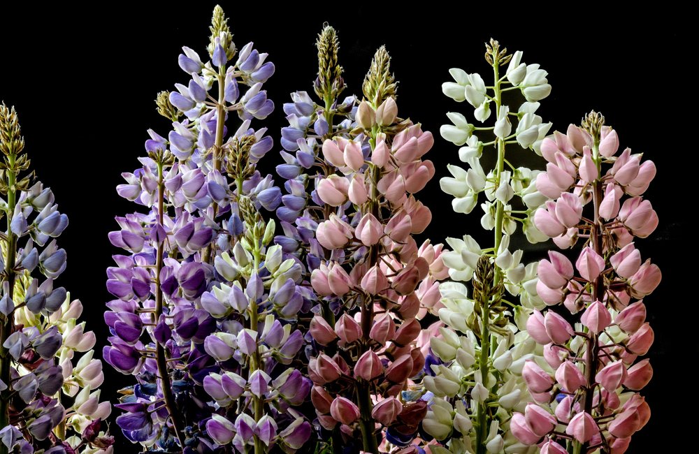 Lupine - Lupinus 