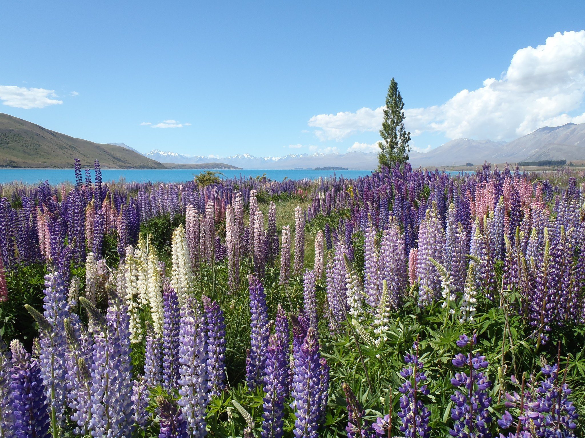 lupines in groepen gezaaid