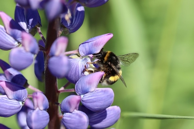 Lupine bijen