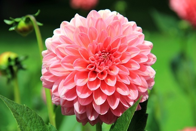 Dahlia zomerbloemen