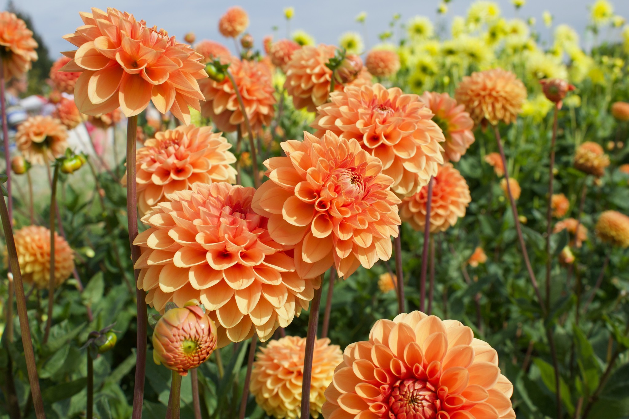 Dahlia's 