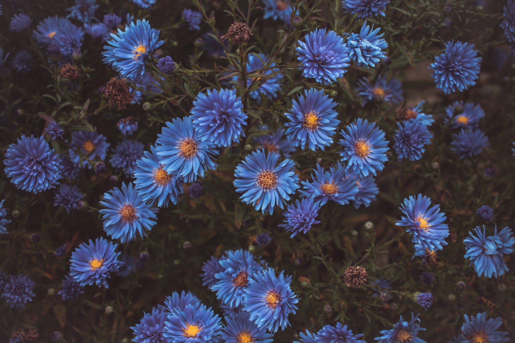 Asters in meerdere kleuren