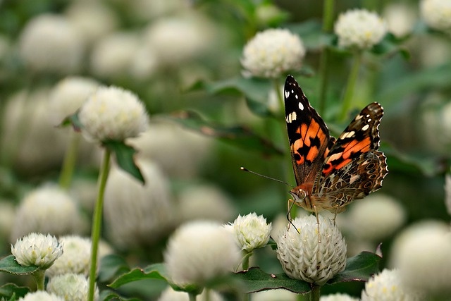 Amarant vlinders