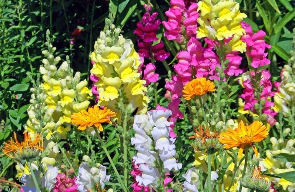 Leeuwenbekje - Antirrhinum