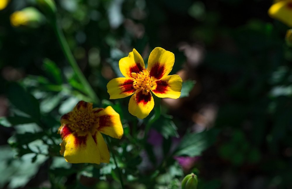 Kunnen wilde bloemen in de schaduw?