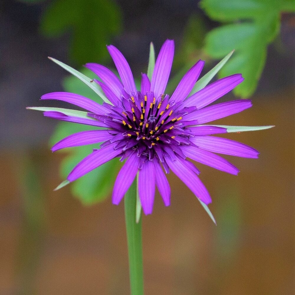 Paarse Morgenster 'Jerusalem Star' - Tragopogon porrifolius