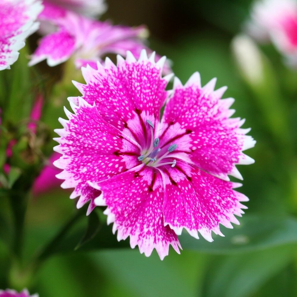 Chinese Anjer gemengd - Dianthus chinensis