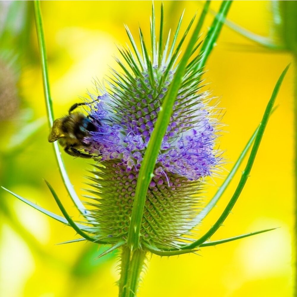 Grote kaardenbol - Dipsacus fullonum