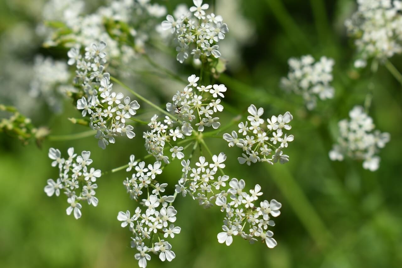 Fluitenkruid - Anthriscus sylvestris