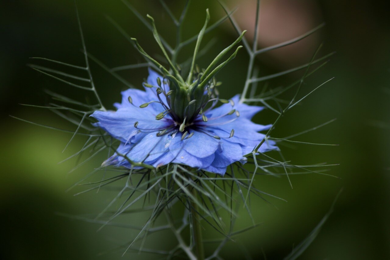 Juffertje-in-het-groen - Nigella damascena