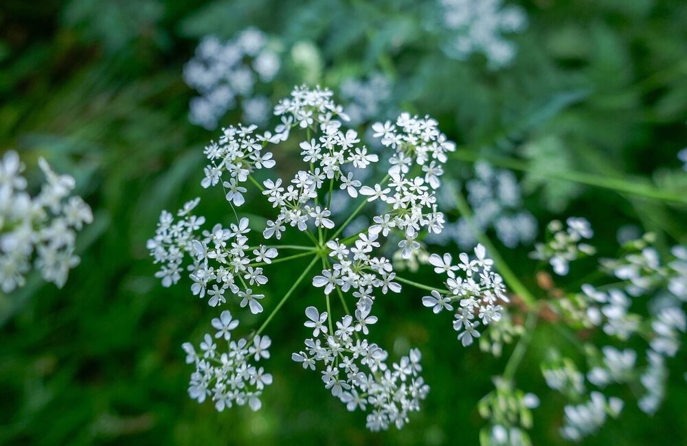 Fluitenkruid (Anthriscus sylvestris)