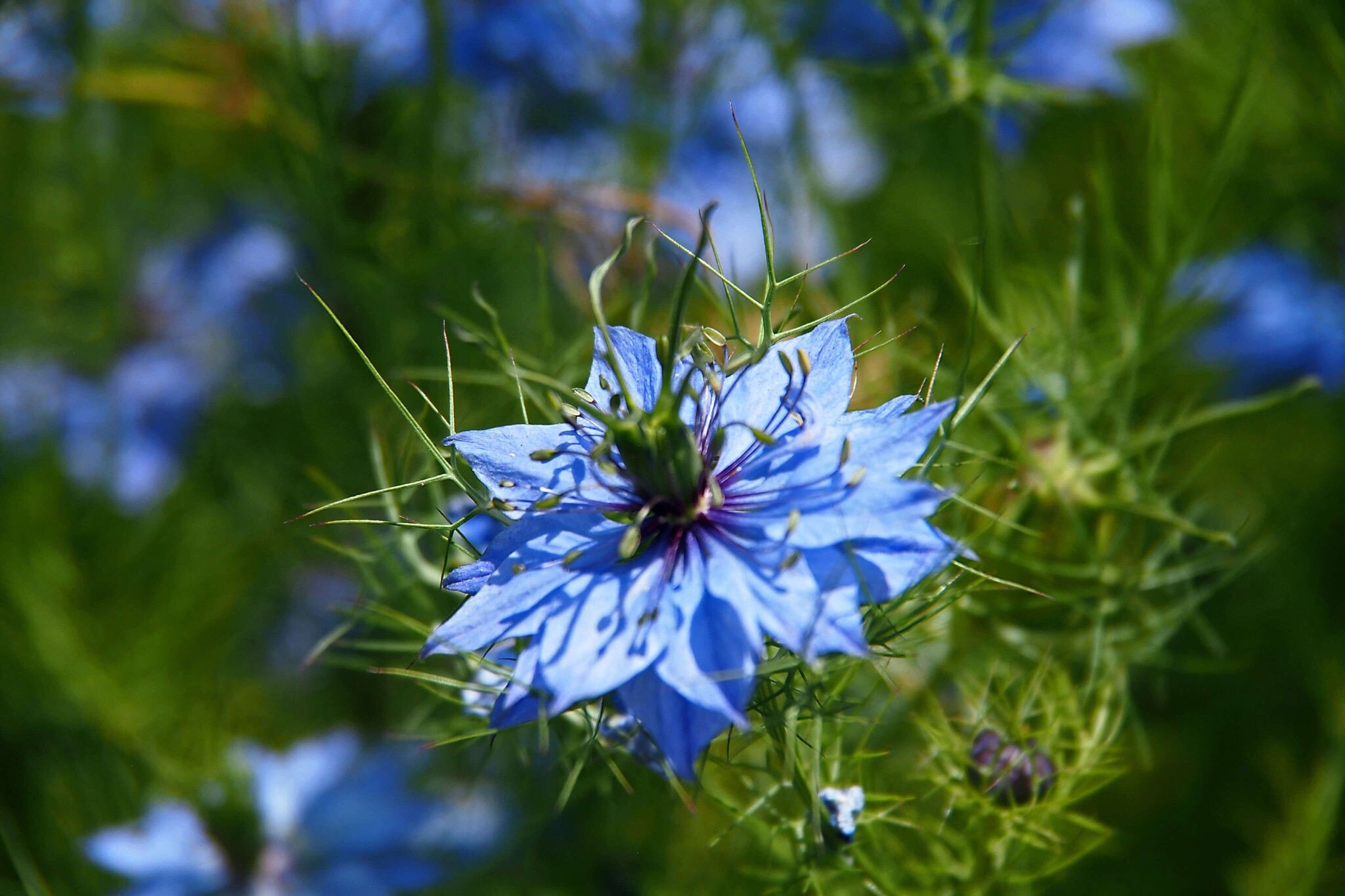Juffertjeinhetgroen Nigella damascena Graszaaddirect Juffertjeinhetgroen Nigella damascena Graszaaddirect