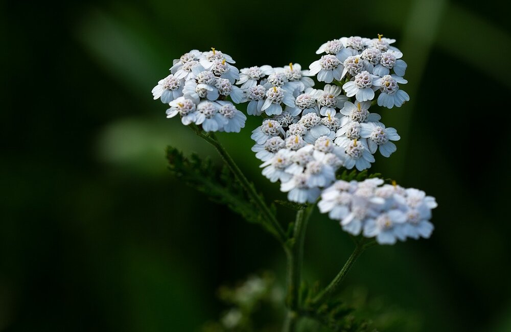 Duizendblad - Achillea millefolium