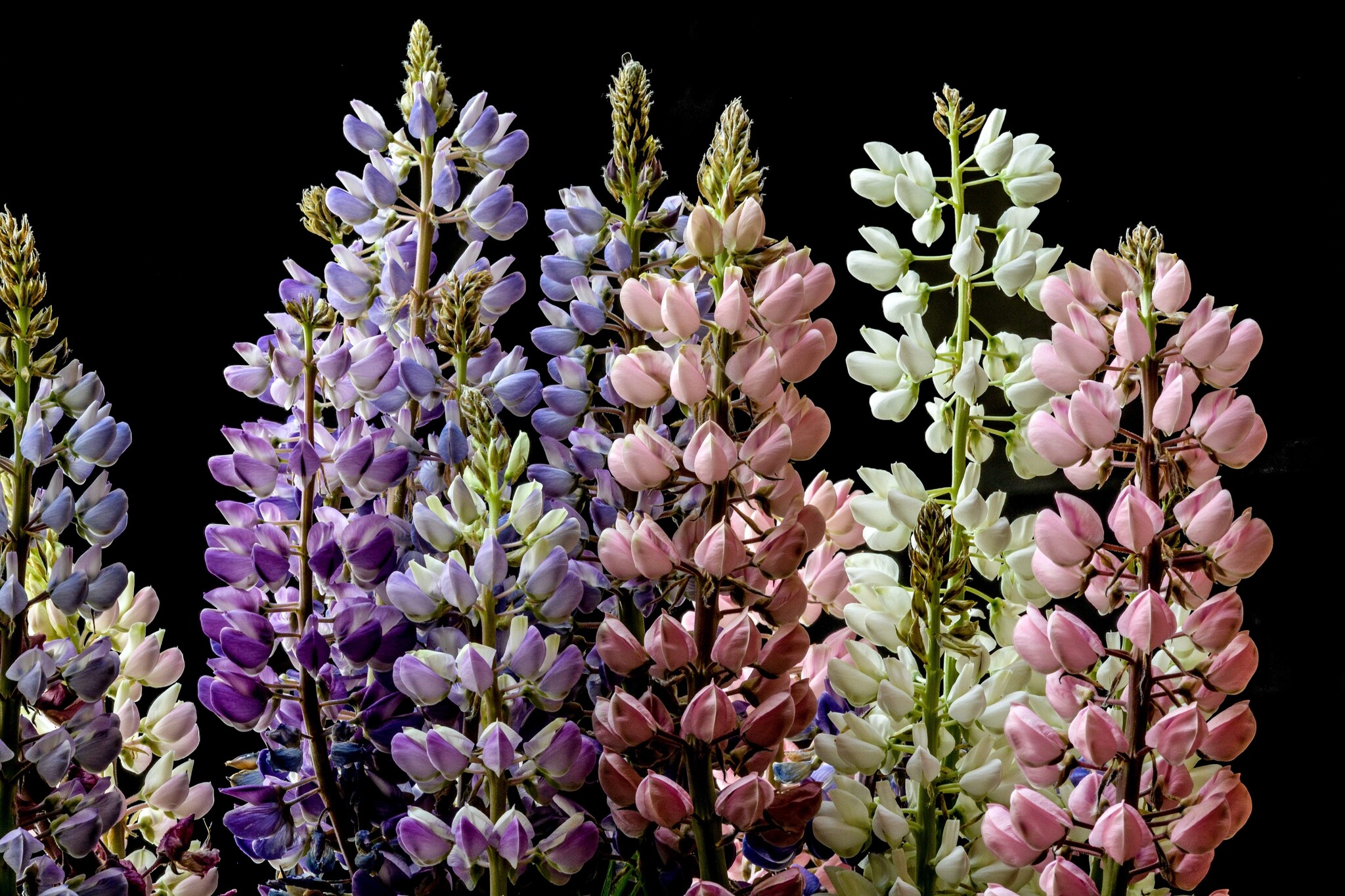 lupine giftig