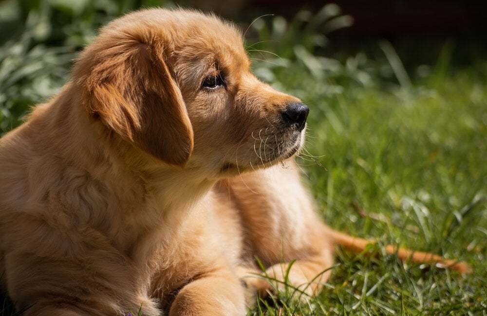 Giftige planten voor honden