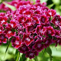 Duizendschoon - Dianthus barbatus