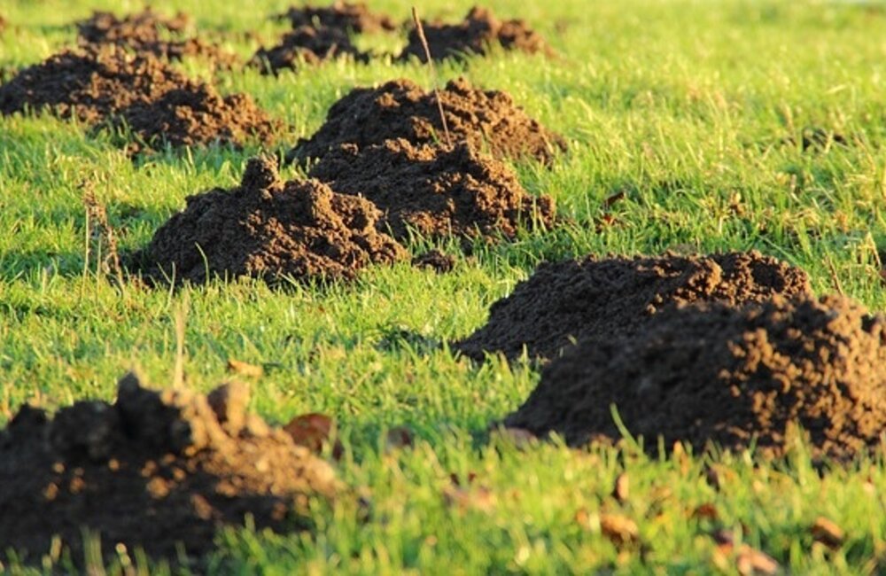 Mollen in de tuin vangen, bestrijden en voorkomen