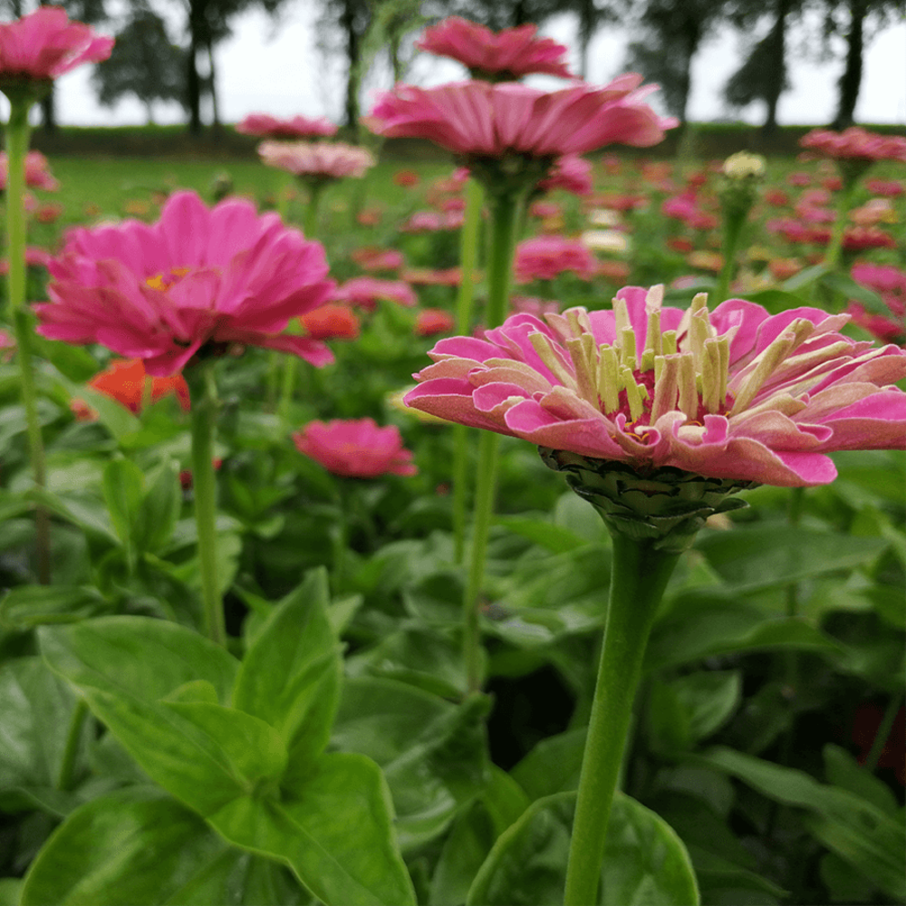 Zinnia 'Giants of California'