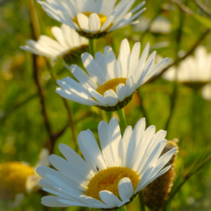 MRS Seeds & Mixtures Madeliefje - Bellis perennis