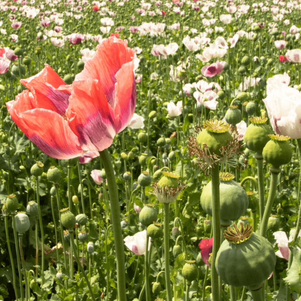 Biologisch Lieveheersbeestjes Bloemenmengsel