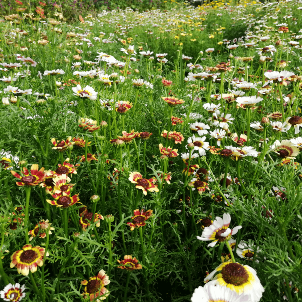 Ganzebloem - Chrysanthemum Carinatum