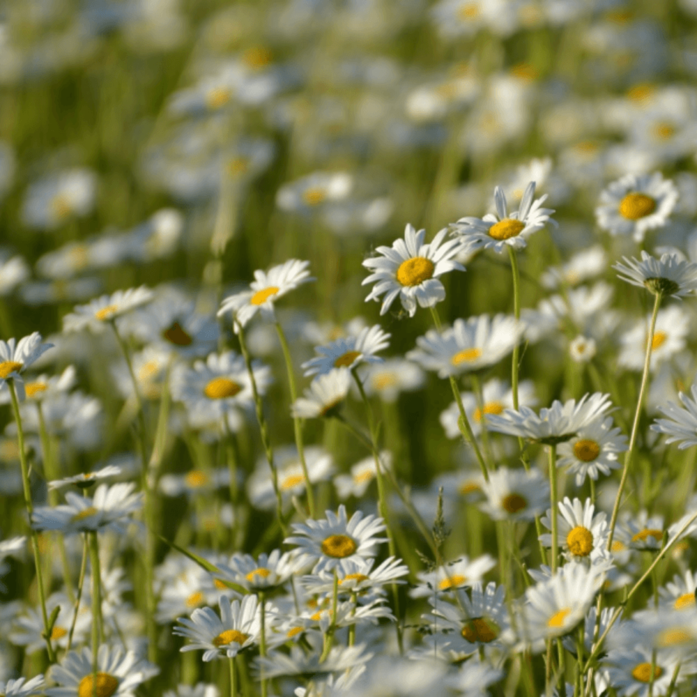 Margrietenmengsel 1 - Inheems natuurmengsel