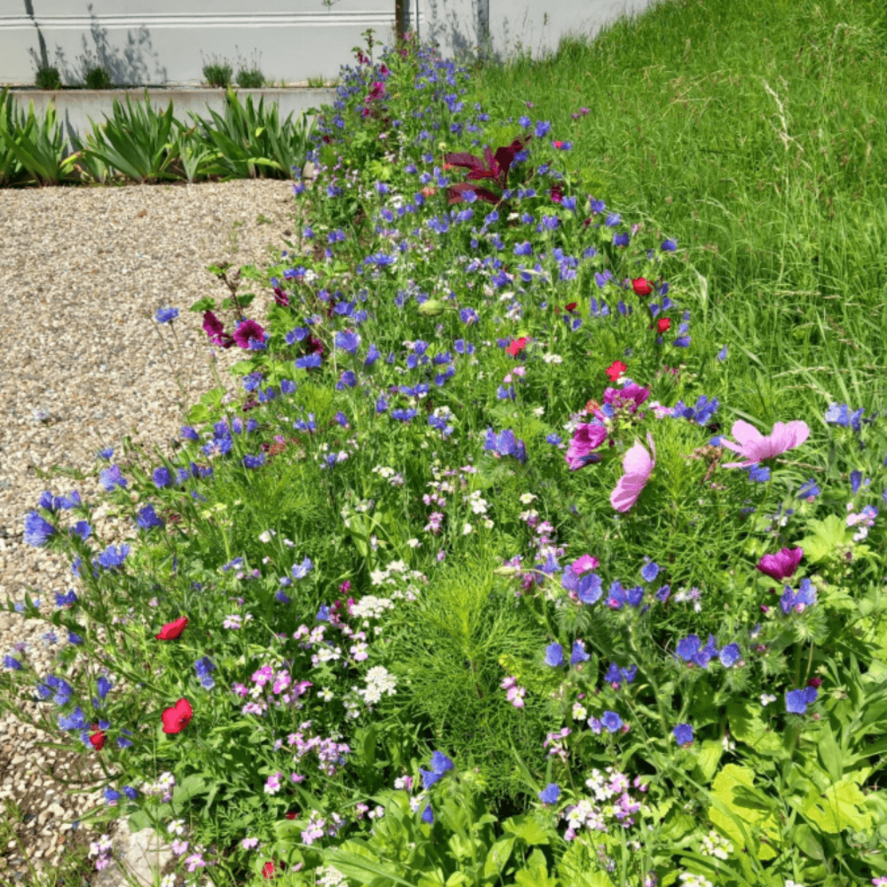 Bloemenweide met Graszaad