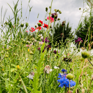 MRS Seeds & Mixtures Weidebloemenmengsel