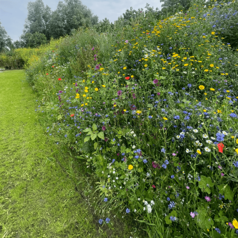 Bloemenmix Paardenweide