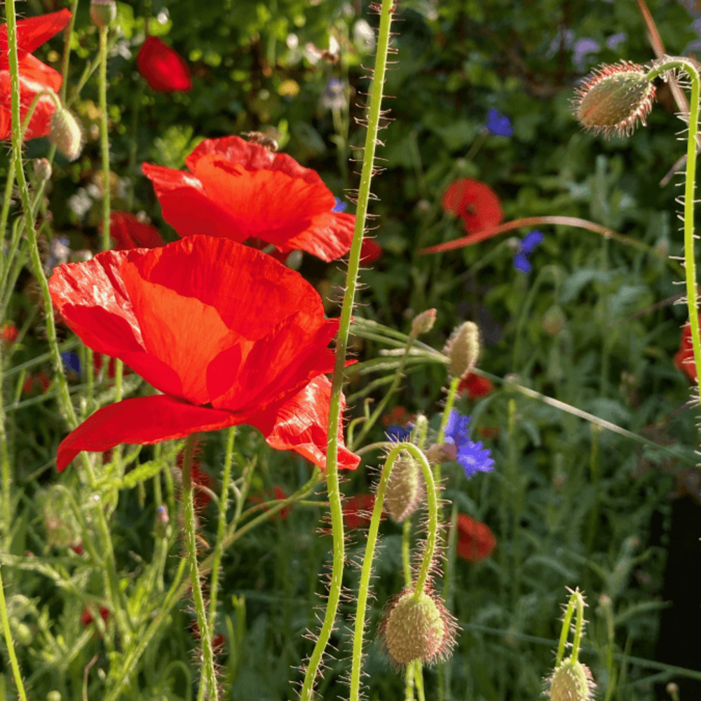 Wildbloemenmengsel 1-jarig