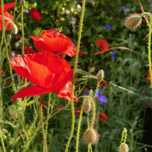 MRS Seeds & Mixtures Wildbloemenmengsel één- en meerjarig - 40 soorten