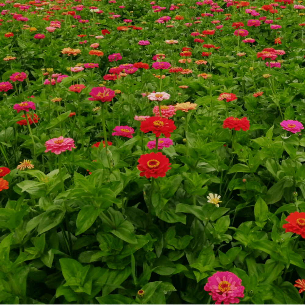 Zinnia 'Giants of California'