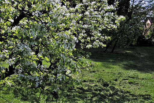 Fruitboom in bloei