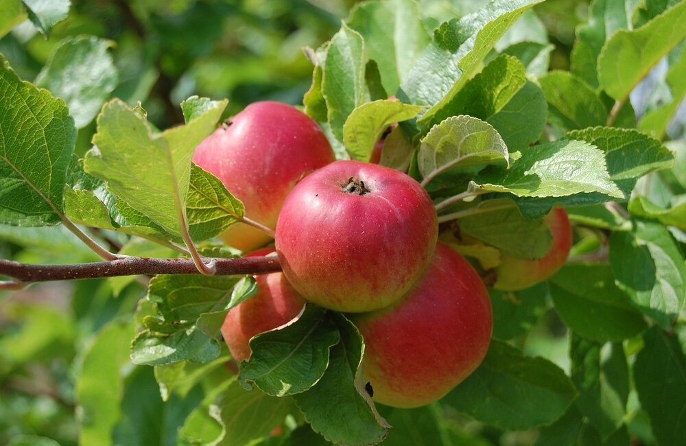 Fruitboom bemesten: Hoe en wanneer?