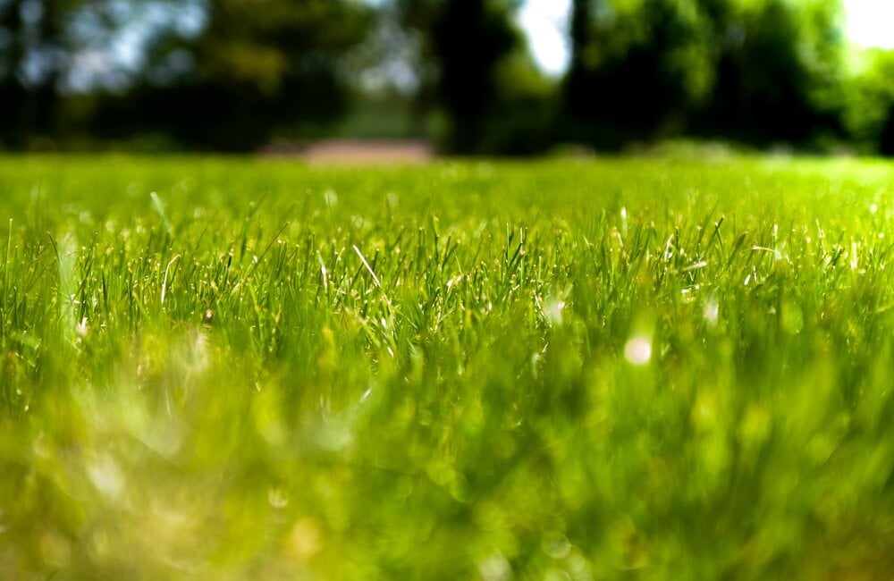 Hoelang duurt het ontkiemen van graszaad?