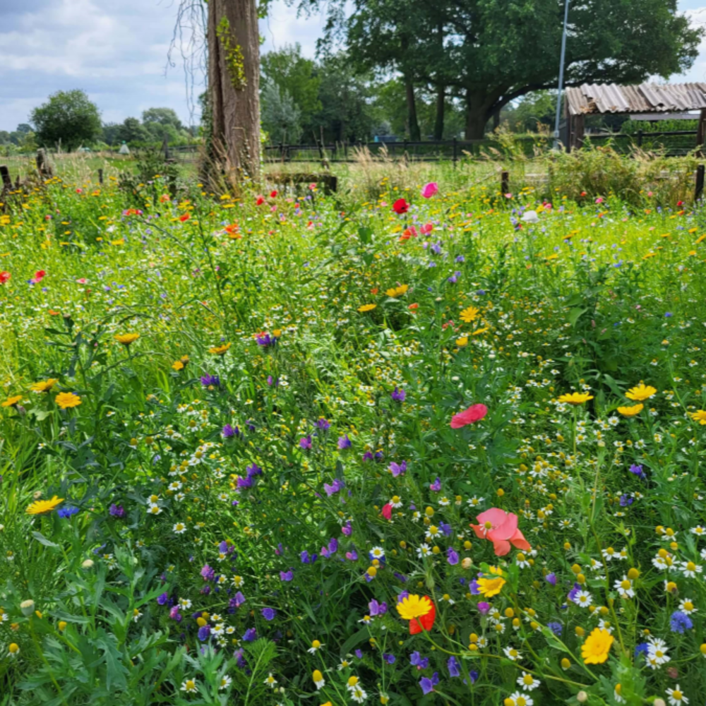 Bloemenweide met Graszaad