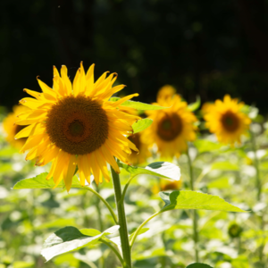 MRS Seeds & Mixtures Reuzenzonnebloem 'Helianthus Giganteus'