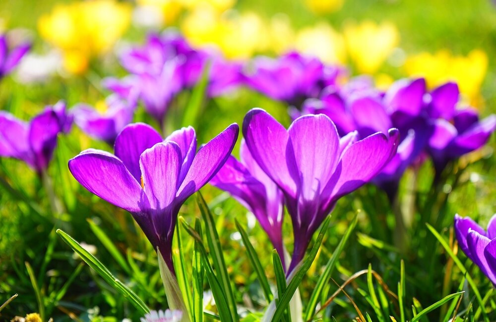 Tuinonderhoud in het voorjaar