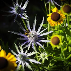 MRS Seeds & Mixtures Herfstbloemenmengsel