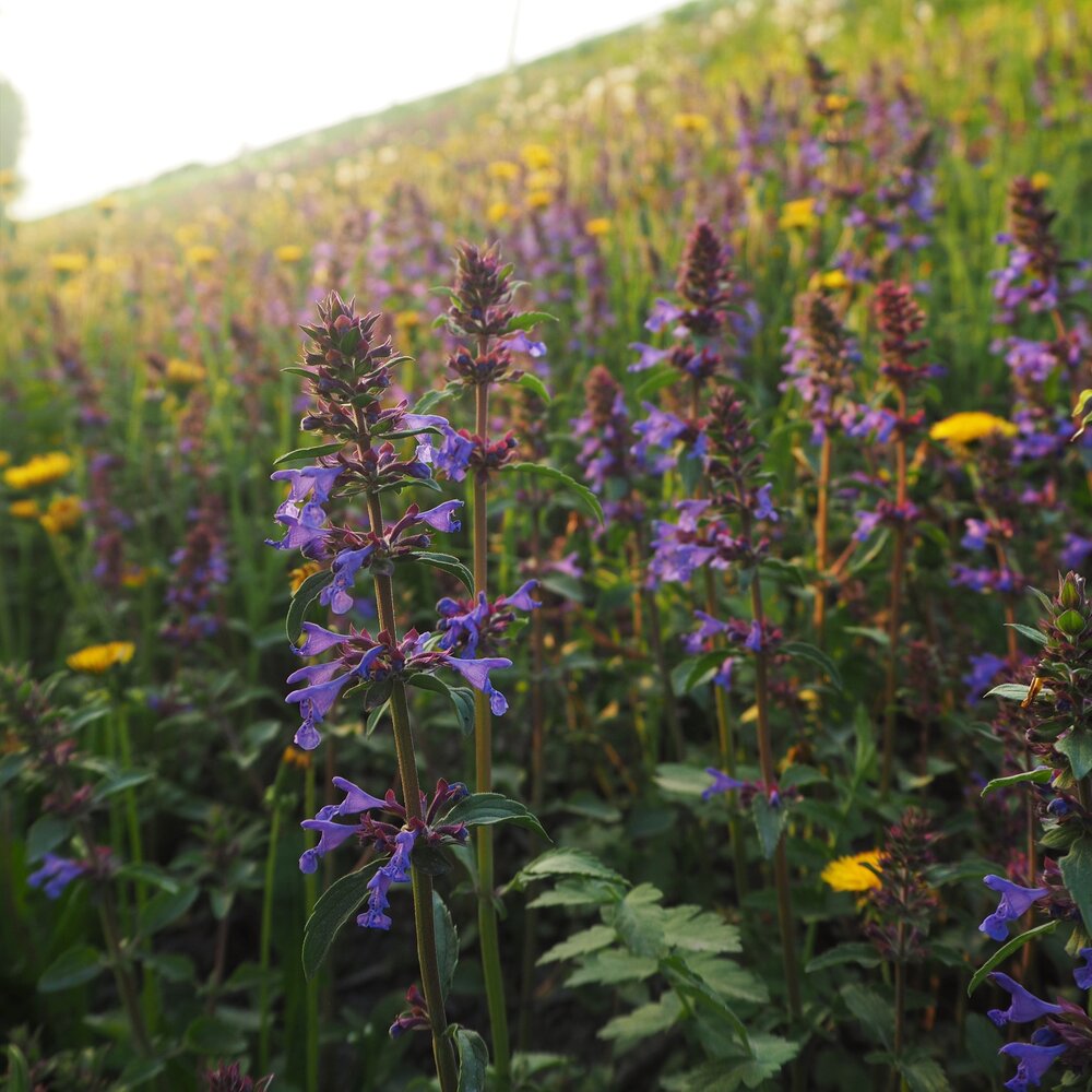 Droogteresistent bloemenmengsel