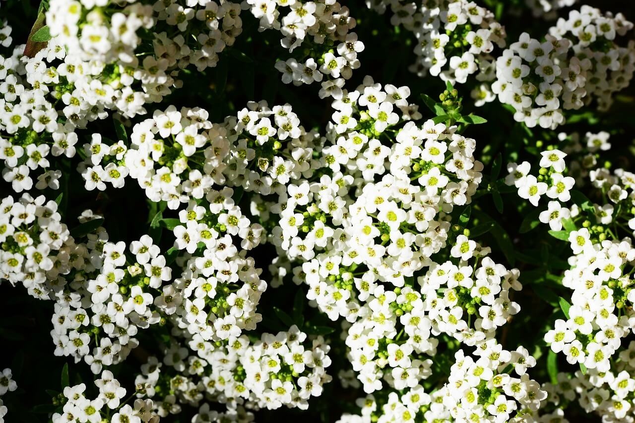 schildzaad alyssum sneeuwtapijt