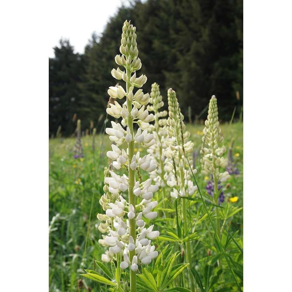 Blauwe Zoete Lupine - Lupinus angustifolius