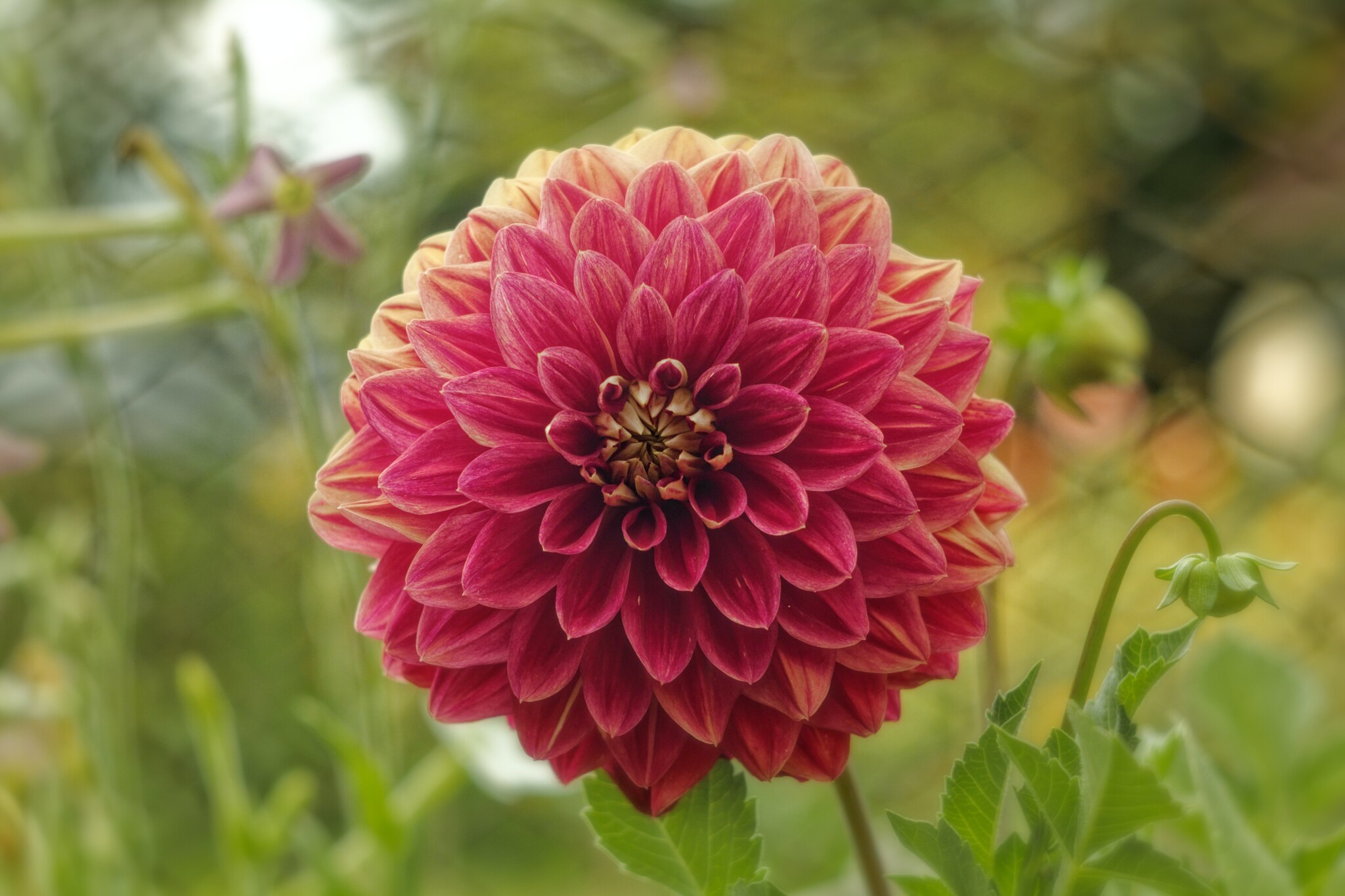 Zinnia