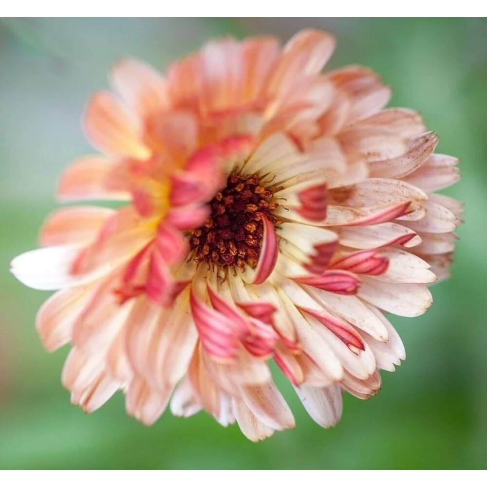 Goudsbloem 'Touch of Red' - Calendula