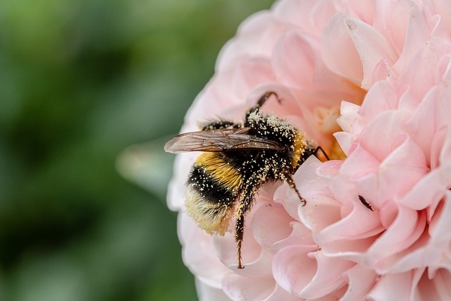 Bijen geurende planten