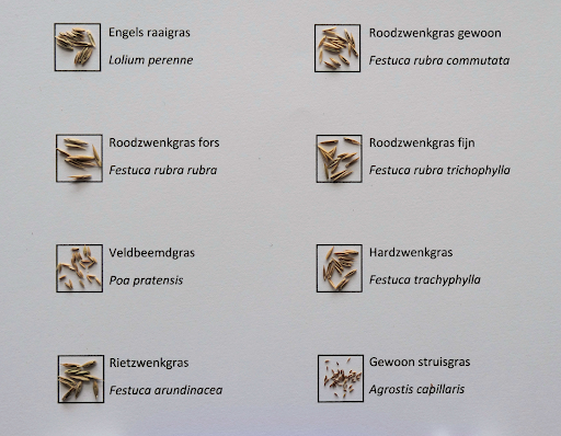 grassoorten graszaadtest
