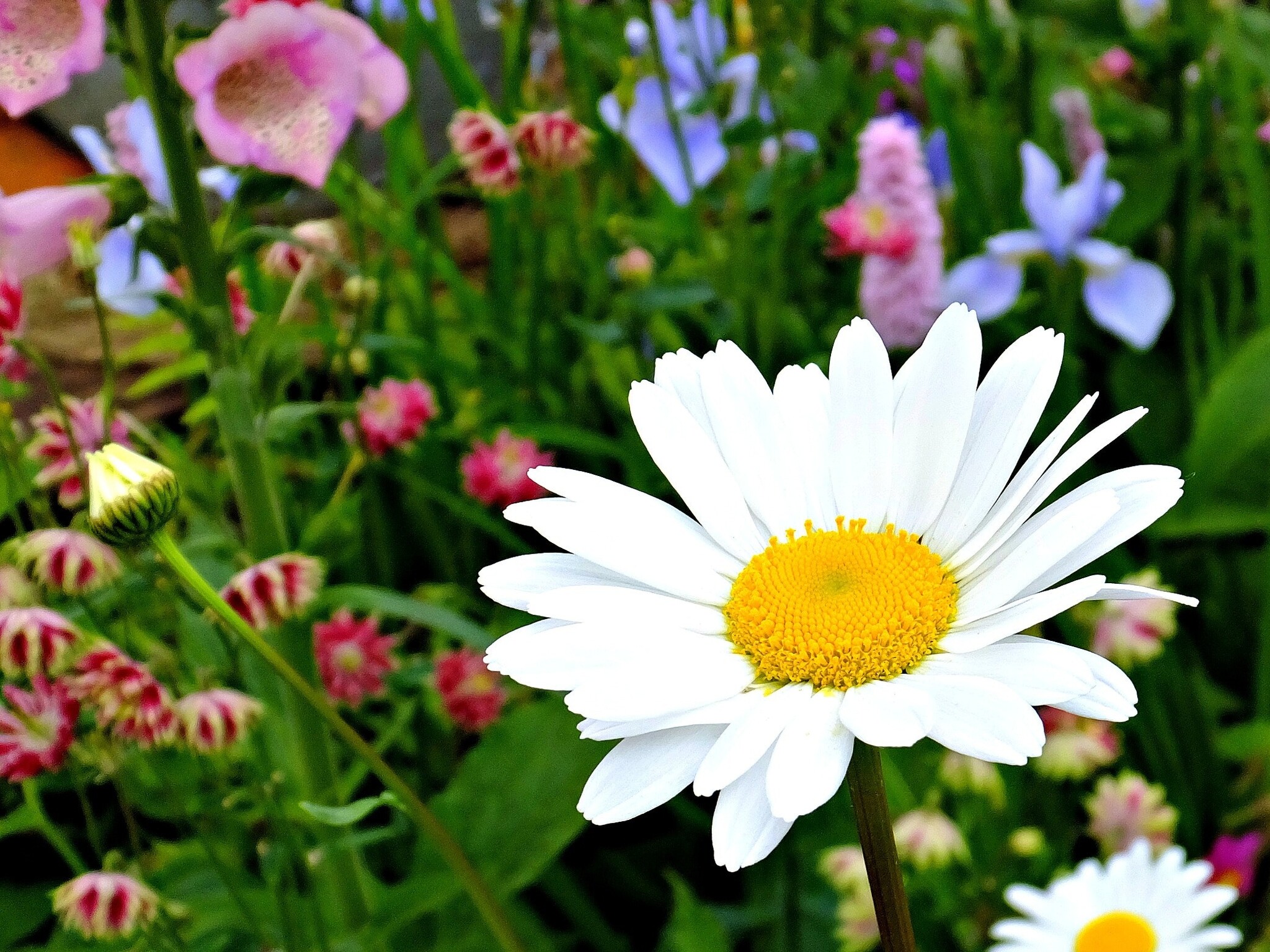 Inheemse margrieten 