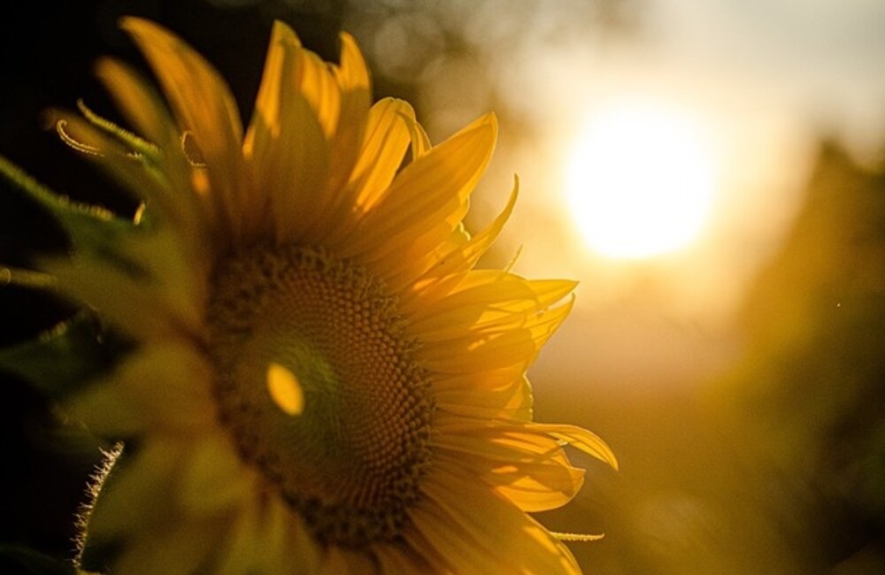 Welke planten kunnen in de volle zon?