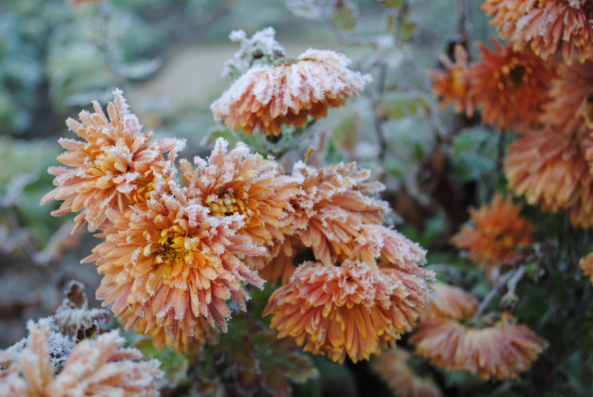 Winterharde planten